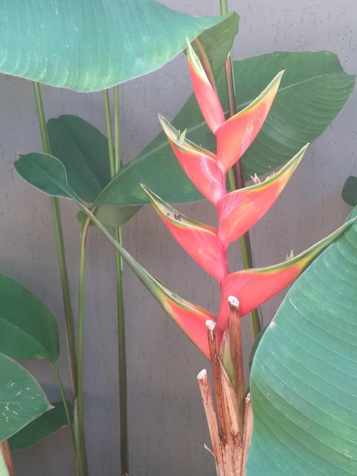 Chale Tulipa - Centro Praia Da Pipa Praia de Pipa Zewnętrze zdjęcie